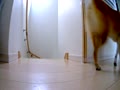 犬に反応する① 犬に反応する①