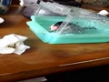 水浴び2 水浴び2